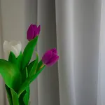 Harfa Prag